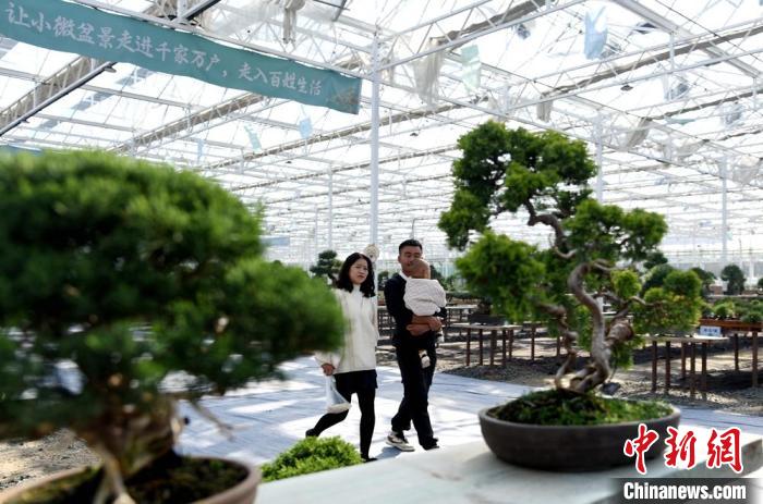 超百万盆创意盆景汇聚江苏新沂参加盆景贸易发展大会(图2)