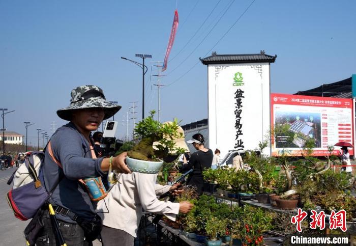超百万盆创意盆景汇聚江苏新沂参加盆景贸易发展大会(图3)